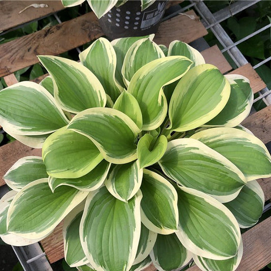 Hosta 'Margaret eyre'