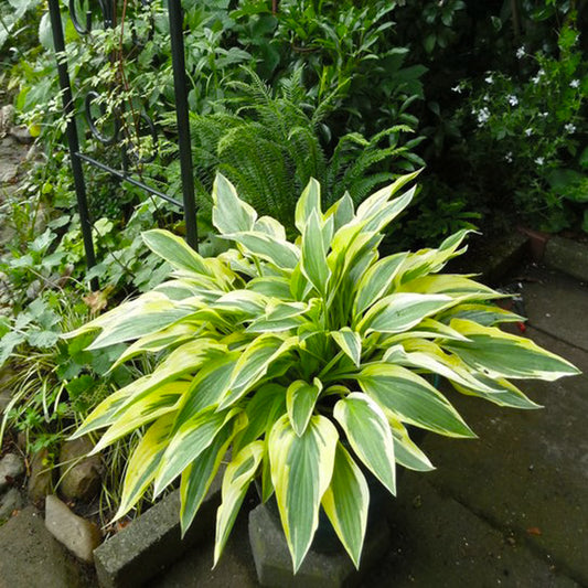 Lakeside Dragonfly Hosta