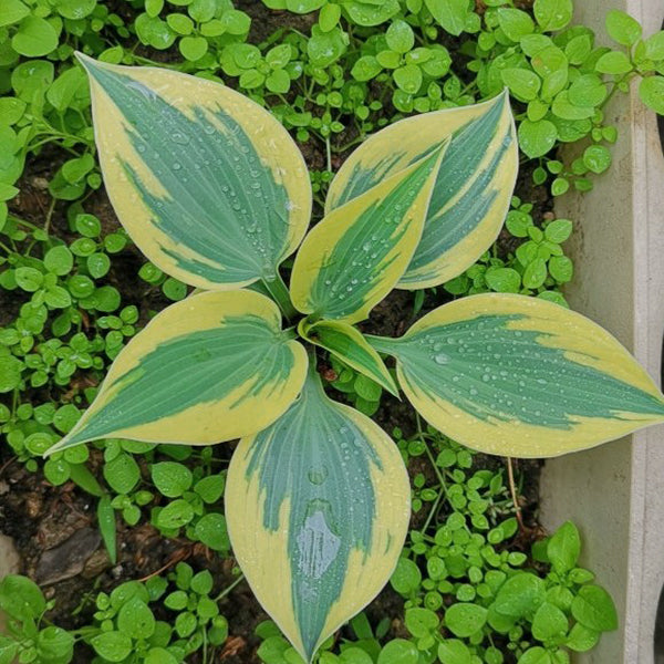 Amazing Grace Hosta