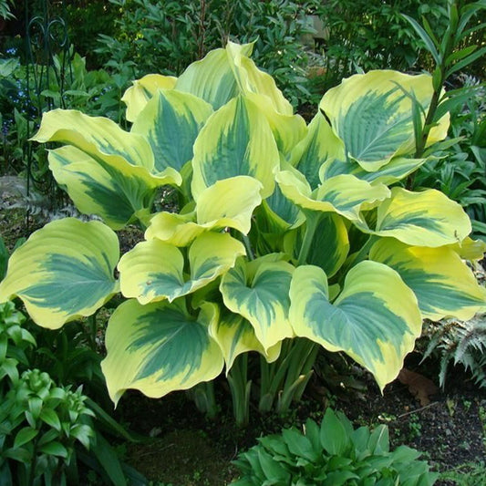 Freedom Hosta