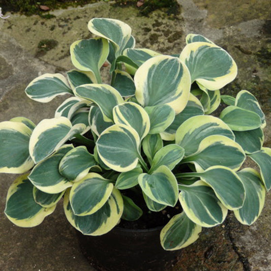 Frosted Mouse Ears Hosta