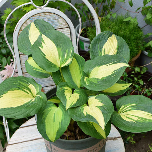 Hudson Bay Hosta