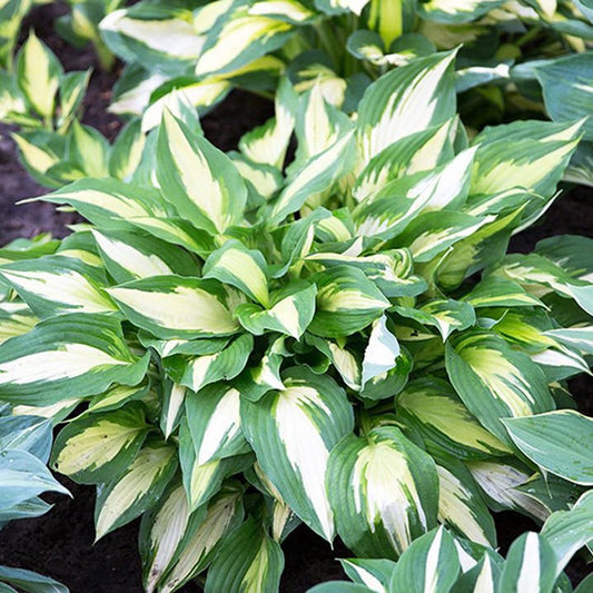 Christmas Candy Hosta