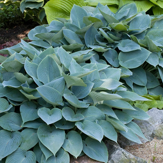 Fragrant Blue Hosta