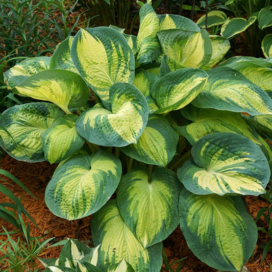 Hosta ‘Great expectations'