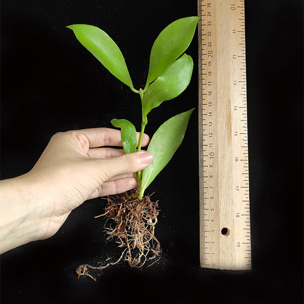 Hoya rosarioae