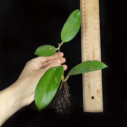 Hoya pottsii