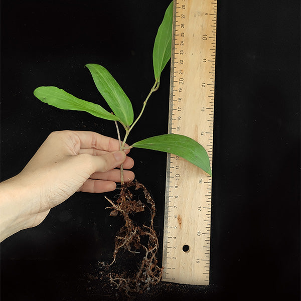 Hoya siariae