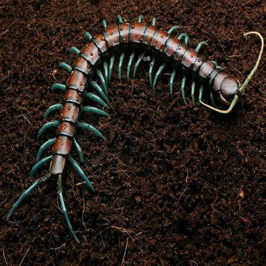 Scolopendra ‘mint legs‘ (Scolopendra subspinipes)