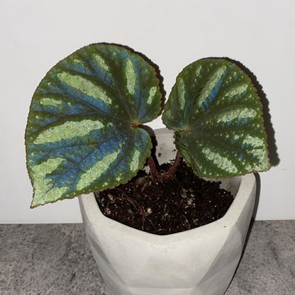 Begonia sp. Reflective blue