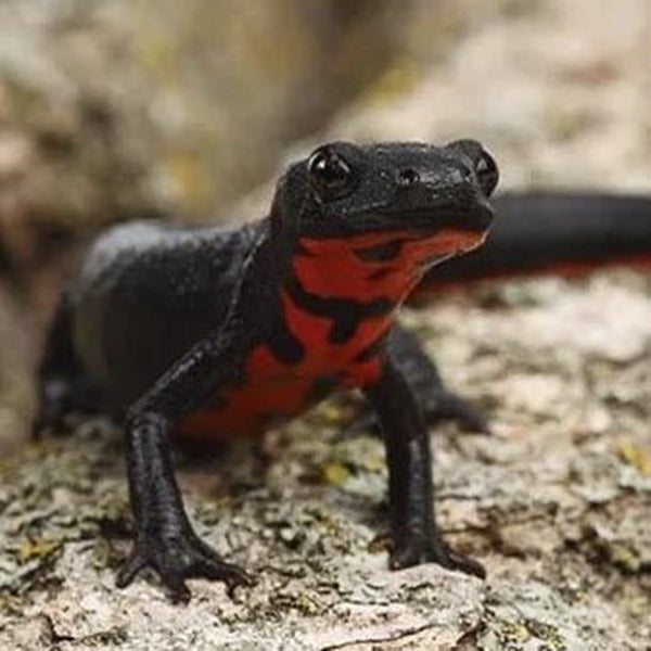 Fire Bellied Newt (Cynops orientalis)