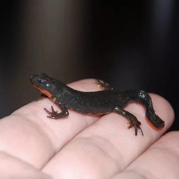 Fire Bellied Newt (Cynops orientalis)