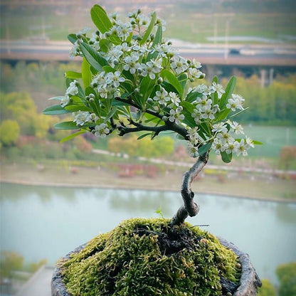 Firethorn Bonsai ( Pyracantha angustifolia )