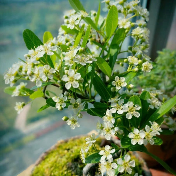 Firethorn Bonsai ( Pyracantha angustifolia )