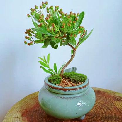 Firethorn Bonsai ( Pyracantha angustifolia )