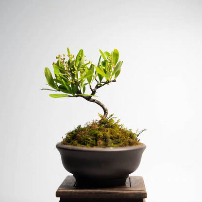 Firethorn Bonsai ( Pyracantha angustifolia )