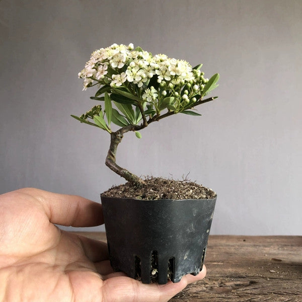 Firethorn Bonsai ( Pyracantha angustifolia )