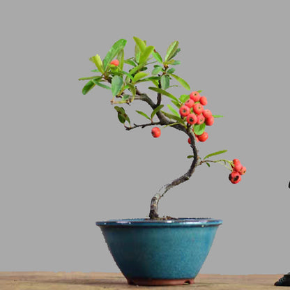 Firethorn Bonsai ( Pyracantha angustifolia )