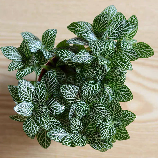 Mini white ( Fittonia Albivenis)