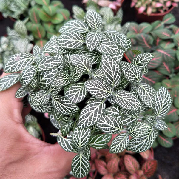 Mini white ( Fittonia Albivenis)