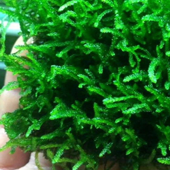 Flame Moss (Taxiphyllum sp. "Flame")