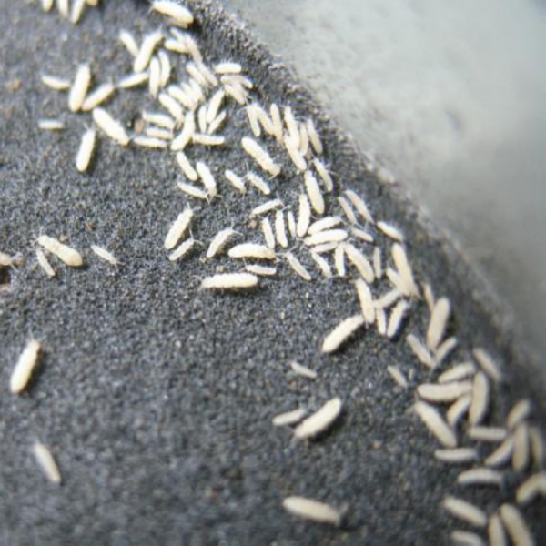 White Springtails (Folsomia candida) for Sale | My Home Nature
