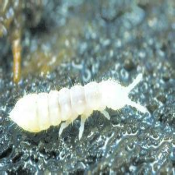 White Springtails (Folsomia candida)