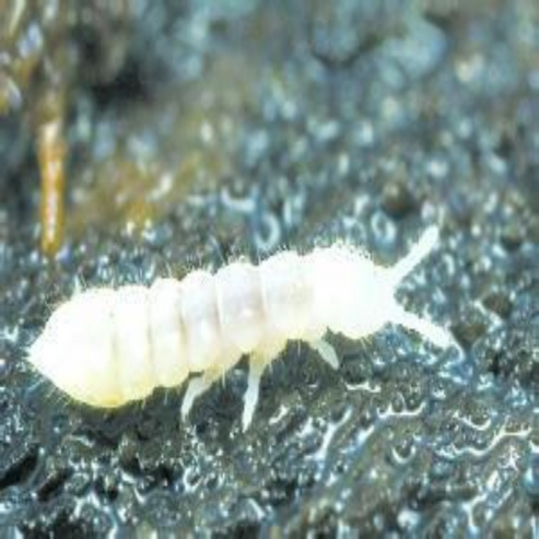 White Springtails (Folsomia candida) for Sale | My Home Nature