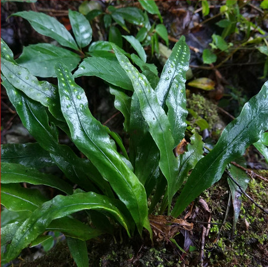 Fortune's Ribbon Fern (Neolepisorus fortunei)