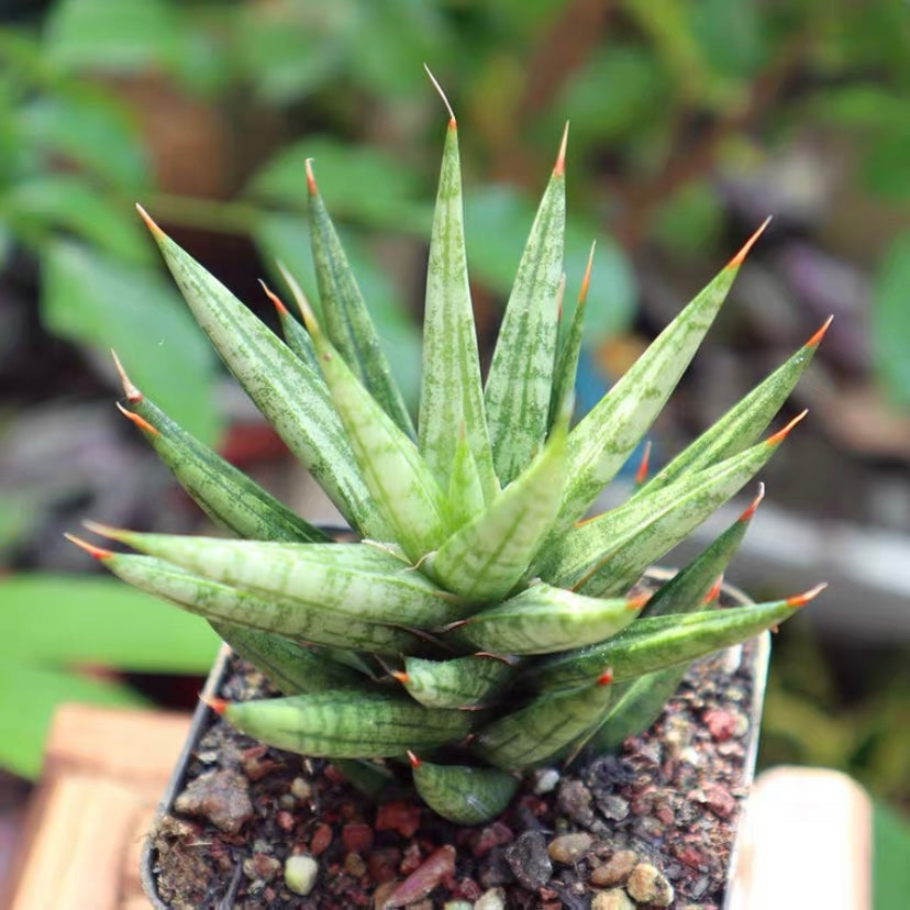 Sansevieria ‘Starfish’