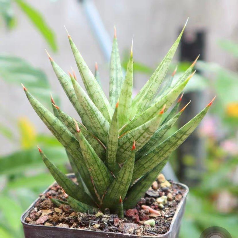 Sansevieria ‘Starfish’