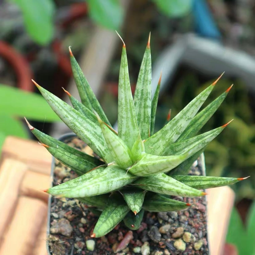 Sansevieria ‘Starfish’
