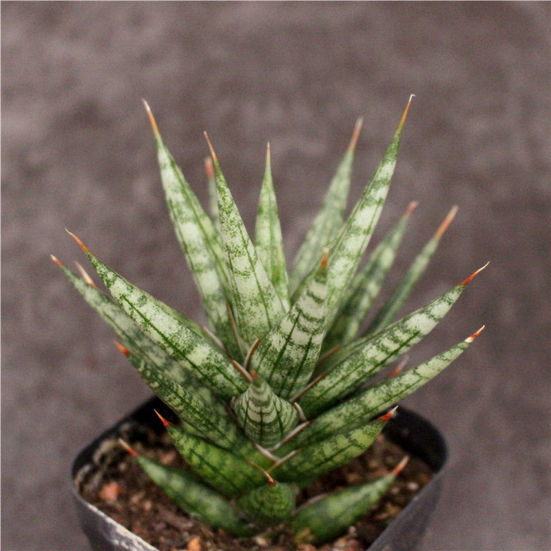 Sansevieria ‘Starfish’