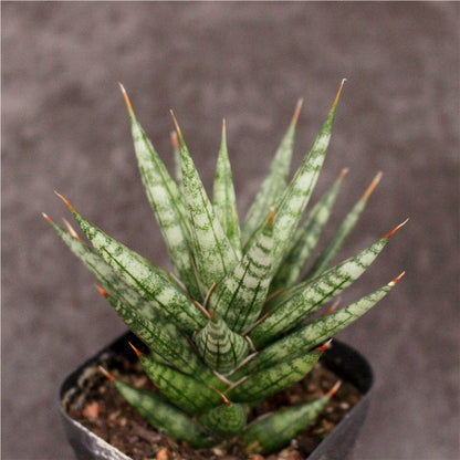 Sansevieria ‘Starfish’