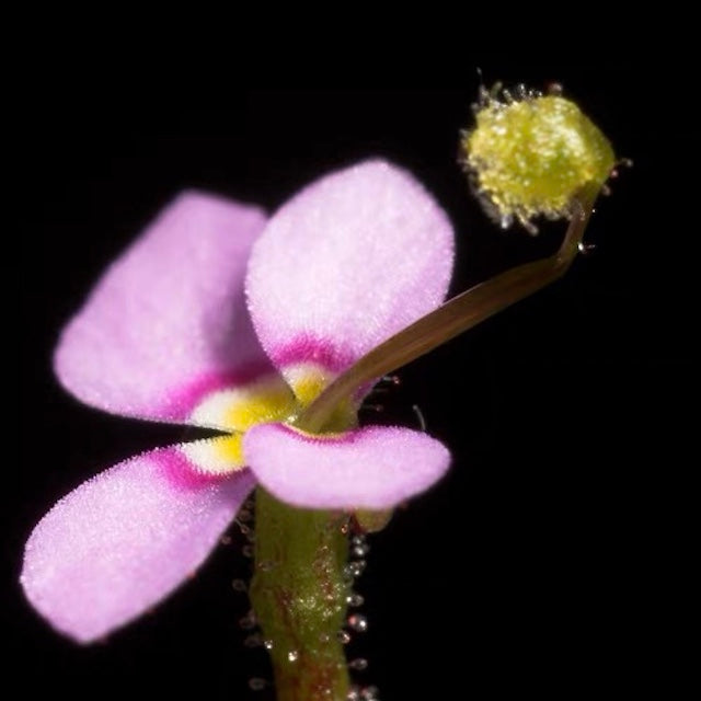 Stylidium debile-Medium