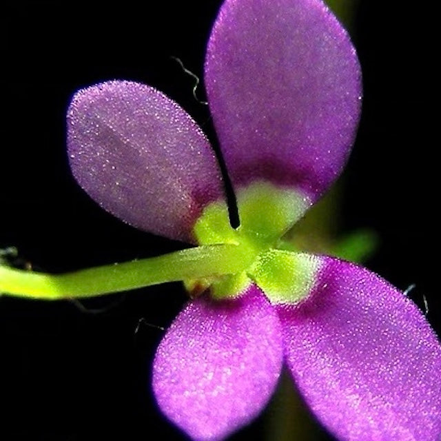 Stylidium debile-Medium