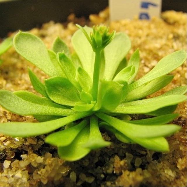Stylidium debile-Medium