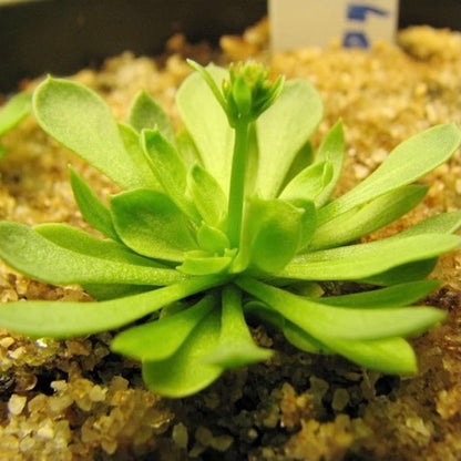 Stylidium debile-Medium