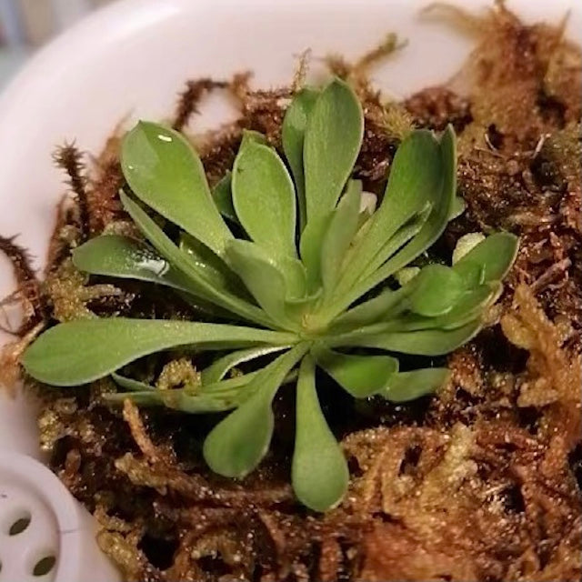 Stylidium debile-Medium
