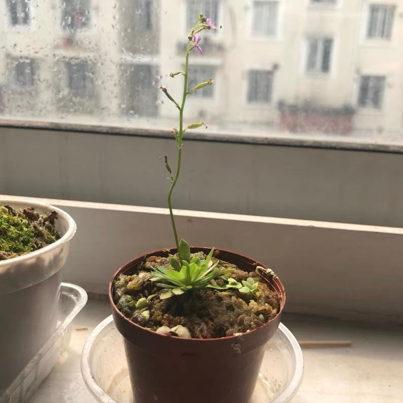 Stylidium debile-Big