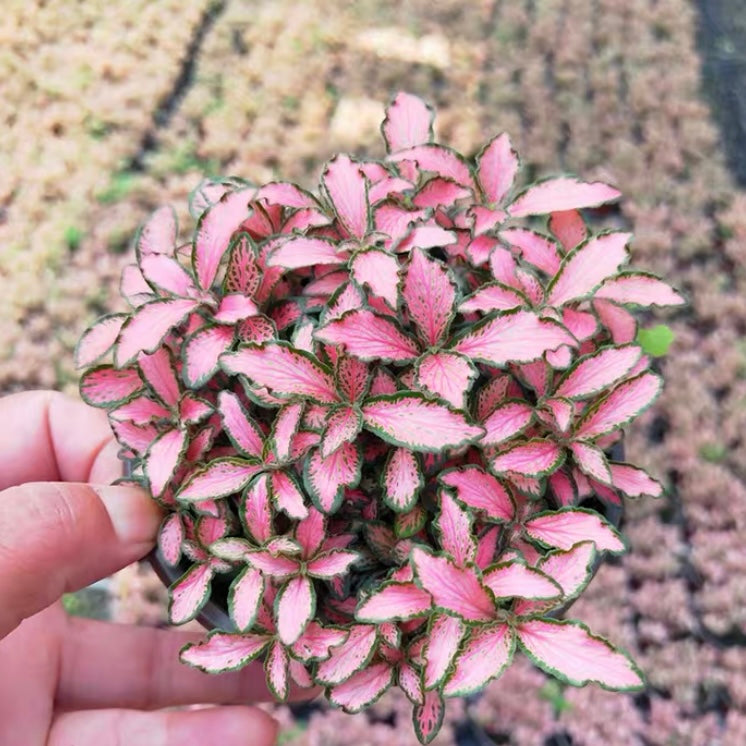 Frankie Nerve Plant (Fittonia verschaffeltii)