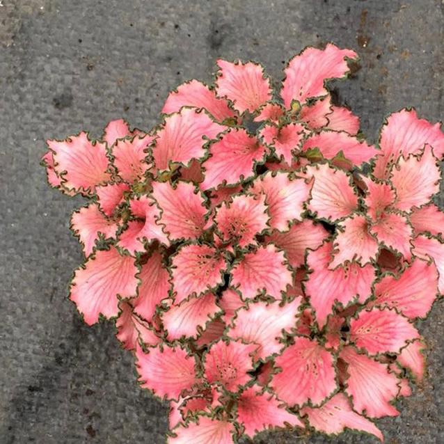Frankie Nerve Plant (Fittonia verschaffeltii)