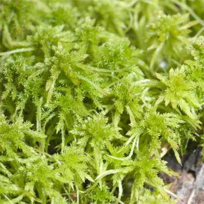 Fresh Sphagnum Moss (Sphagnum palustre)