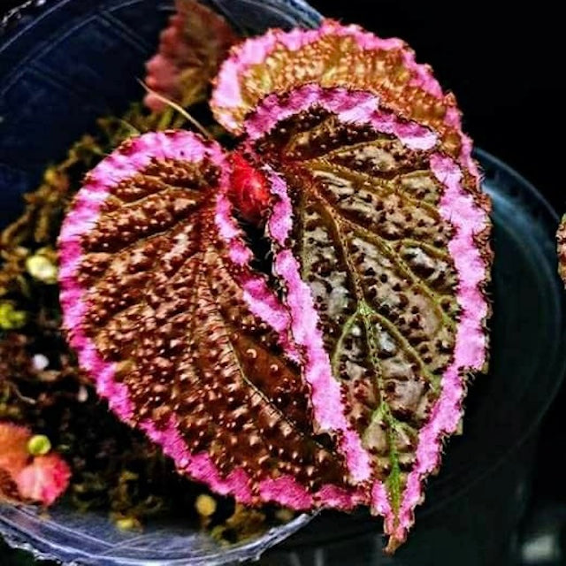 Fulvo Villosa Begonia ( Begonia fulvovillosa )