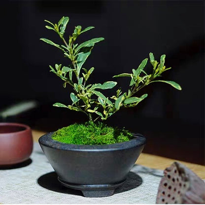 Gardenia ( Gardenia stenophylla )