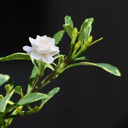 Gardenia ( Gardenia stenophylla )