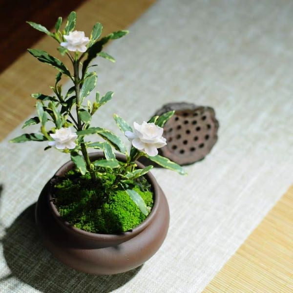 Gardenia ( Gardenia stenophylla )