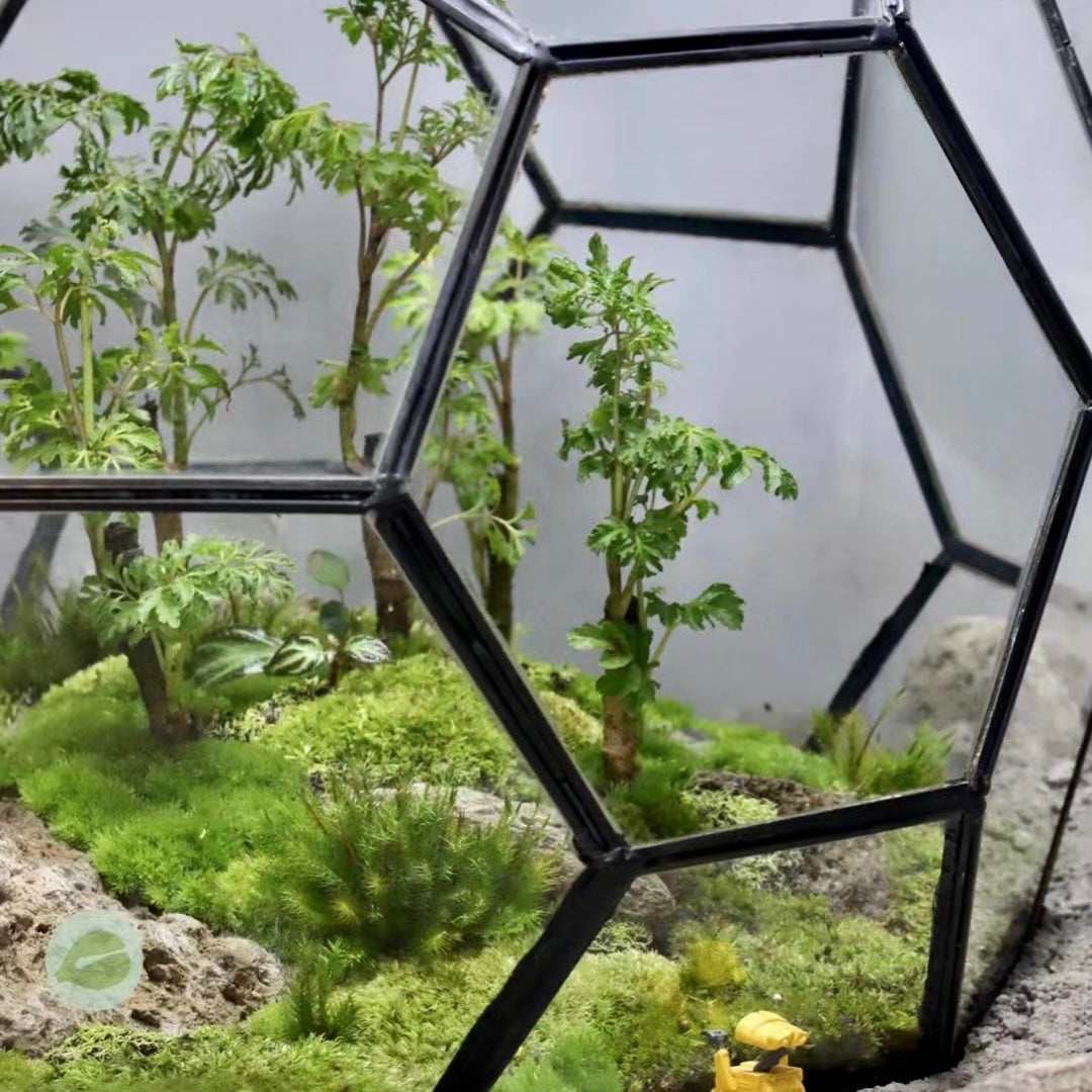 Geometric glass Terrarium