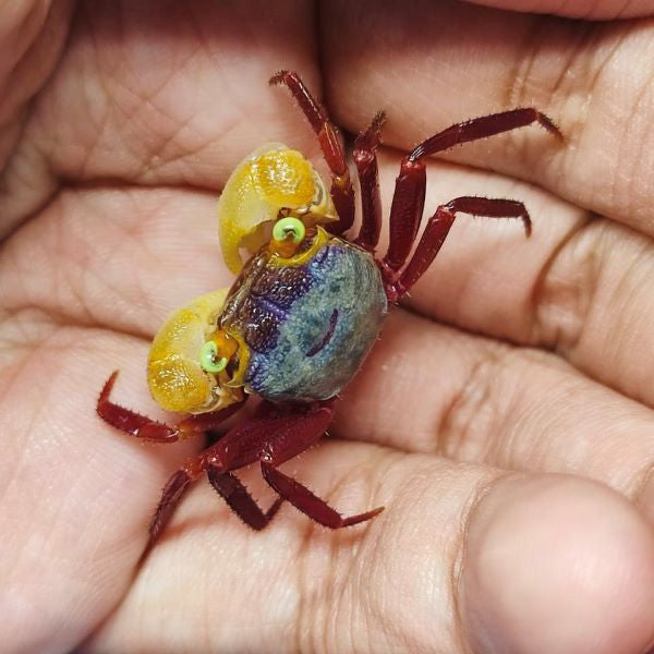 Mandarin Vampire Crab White Arm (Geosesarma notoohorum)