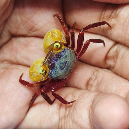 Mandarin Vampire Crab White Arm (Geosesarma notoohorum)